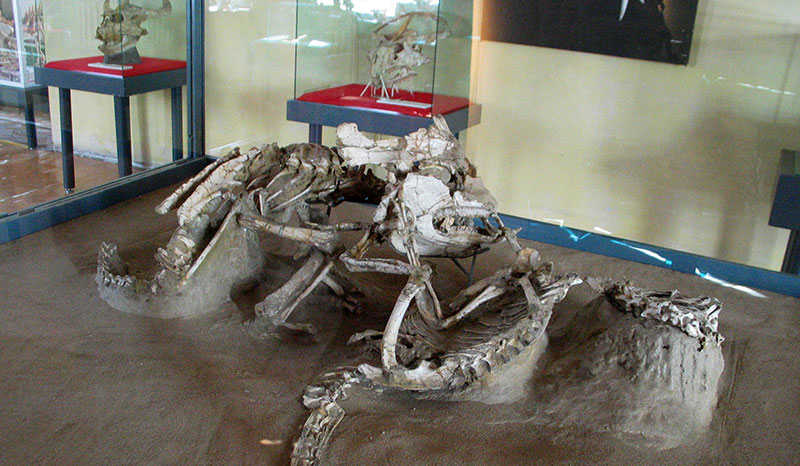 mongolia fighting dinosaur 